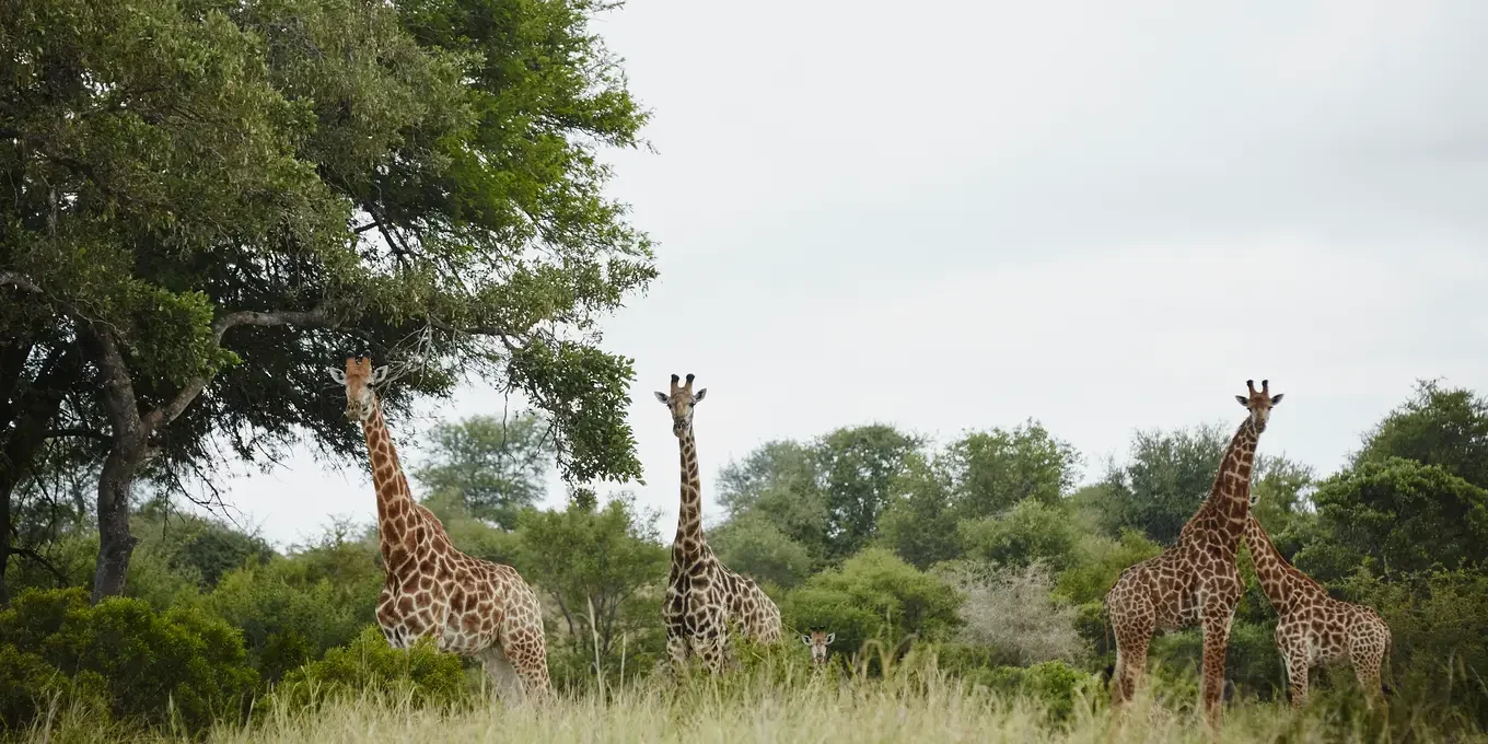 Singita-sweni-lodge-wildlife-South-Africa