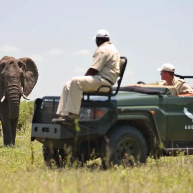 Ngala Safari South Africa