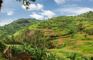 Tiered farm land, Volcanoes National Park, Rwanda - Yellow Zebra Safaris