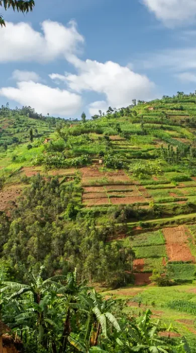 Tiered farm land, Volcanoes National Park, Rwanda - Yellow Zebra Safaris