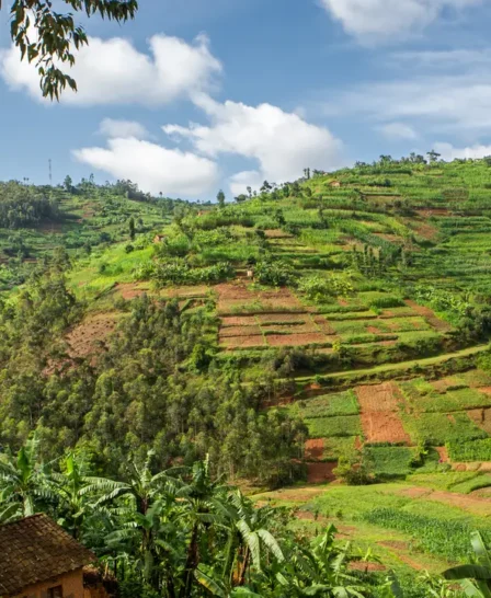 Tiered farm land, Volcanoes National Park, Rwanda - Yellow Zebra Safaris