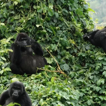 Uganda-mountain-gorillas