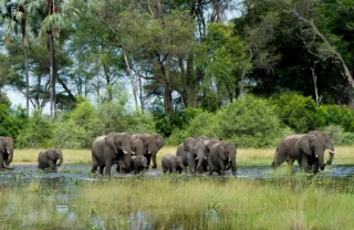 A group of elephants including young elephants cross water, slightly obscured by tall grass, Botswana - Yellow Zebra Safaris