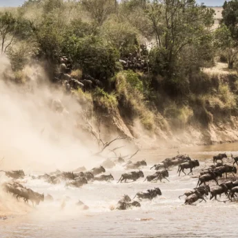 Wildebeest run down ravine en masse to cross a river, Kenya - Yellow Zebra Safaris