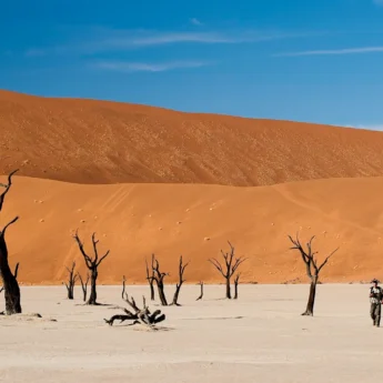 Red dust dunes dominate landscape and a few sparse trees sit in the white sand in foreground, Namibia - Yellow Zebra Safaris