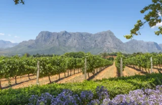 A view of Drakenstein mountains from a vineyard, Babylonstoren, South Africa - Yellow Zebra Safari