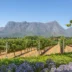 A view of Drakenstein mountains from a vineyard, Babylonstoren, South Africa - Yellow Zebra Safari