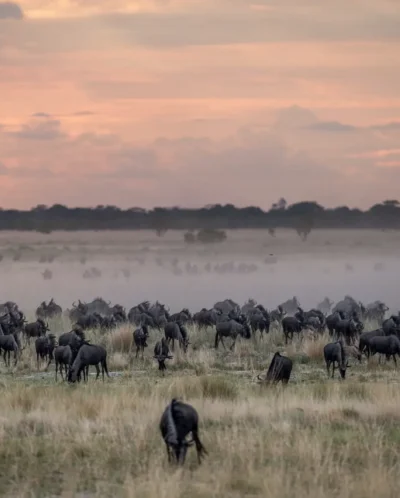 Wildebeest throng through misty plains, Liuwa Plain, Tanzania - Yellow Zebra Safaris