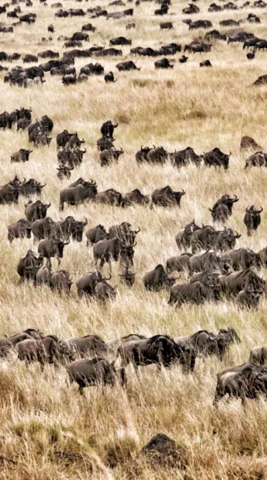 Hundreds of wildebeest walking through the tall, golden grass - Yellow Zebra Safari