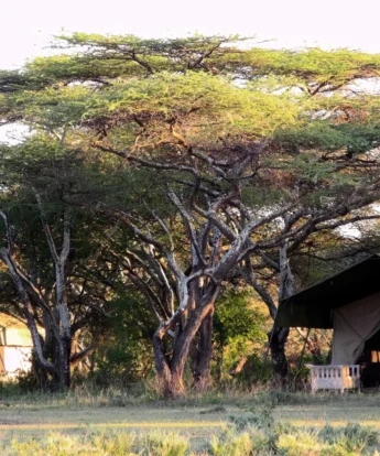 serian serengeti kakessio wetu serengeti south camp1