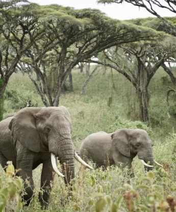 Elephants Ngorongoro Carater