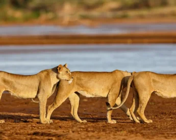 Three lionnesses stand to attention of red sand, Kenya - Yellow Zebra Safaris