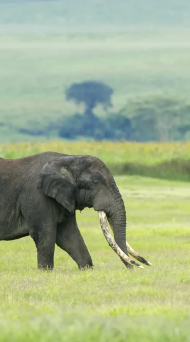 elephant, entamanu ngorongoro, the crater, tanzania