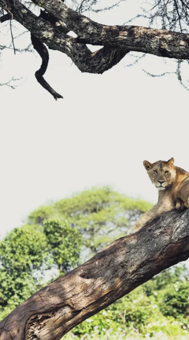 Tanzania Lion