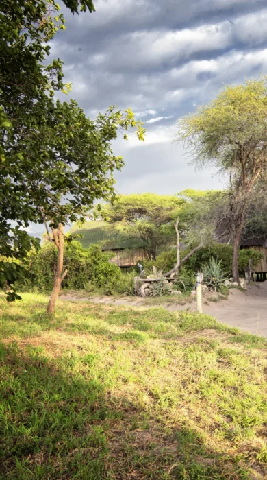 MM.Tarangire.Grounds