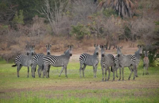 Zebra, Selous Impala Camp, Nyerere, Tanzania