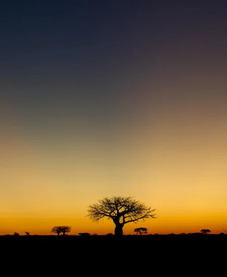 Sunset, kigelia ruaha, tanzania