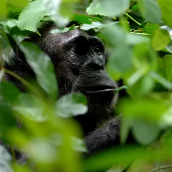 Greystoke Mahale chimp 8 Nomad Tanzania