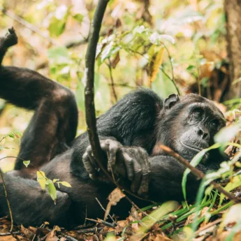 greystoke mahale chimp tanzania yellow zebra safaris