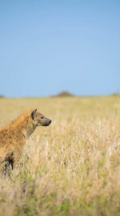 wild dog