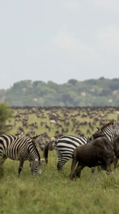 zebra, nimali serengeti, serengeti np, tanzania