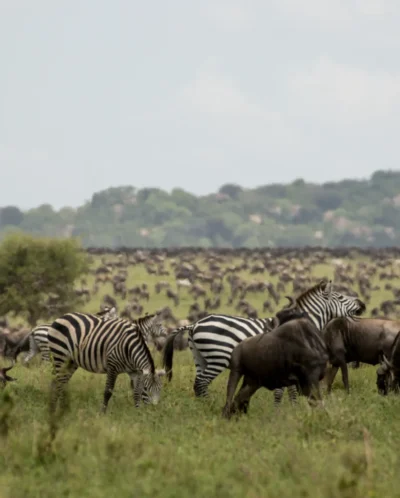 zebra, nimali serengeti, serengeti np, tanzania