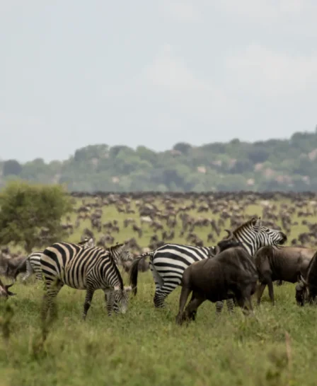 zebra, nimali serengeti, serengeti np, tanzania