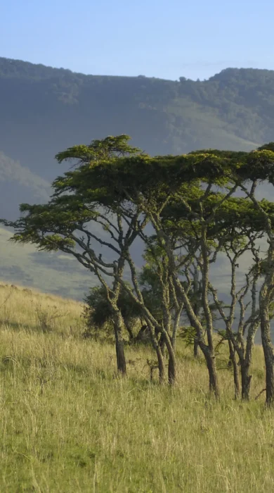 Walking safaris ngorongoro crater