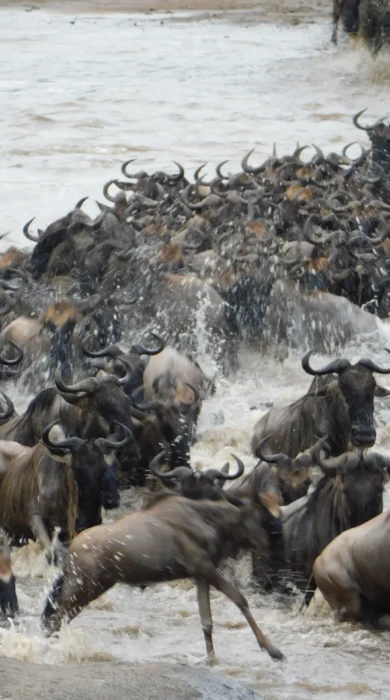 the migration, wayo camps, the serengeti, tanzania