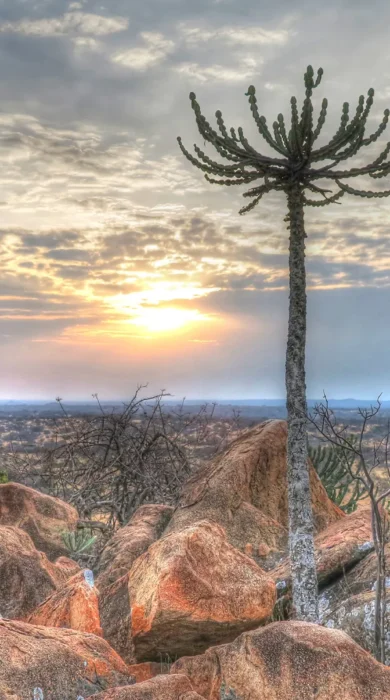 mwiba tented camp tanzania landscape yellow zebra safaris
