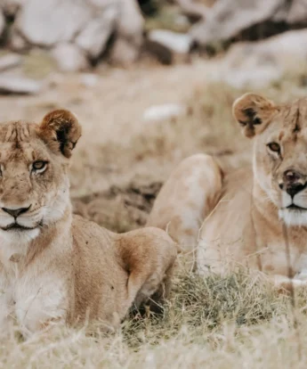 Lions, Usawa, The Serengeti, Tanzania