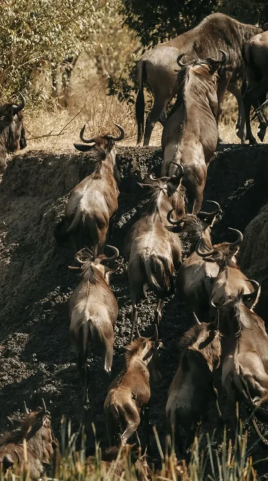 Wildebeast, Usawa, The Serengeti, Tanzania