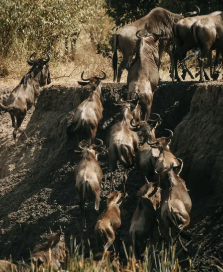 Wildebeast, Usawa, The Serengeti, Tanzania