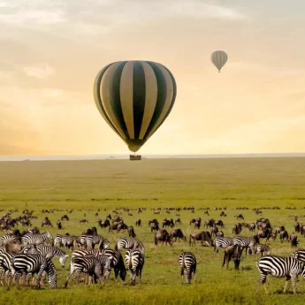Hot air balloon sits over a herd of zebra as the sun rises, One Nature Mara River, Serengeti NP, Tanzania - Yellow Zebra Safari