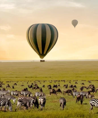 Hot air balloon sits over a herd of zebra as the sun rises, One Nature Mara River, Serengeti NP, Tanzania - Yellow Zebra Safari