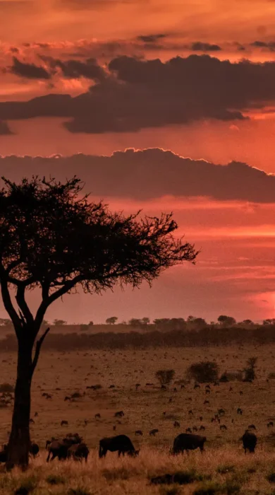 Sunset, Esirai Camp, Serengeri NP, Tanzania