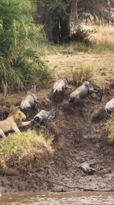 Wildlife, Esirai Camp, Serengeri NP, Tanzania