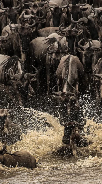 River Crossing, Esirai Camp, Serengeri NP, Tanzania