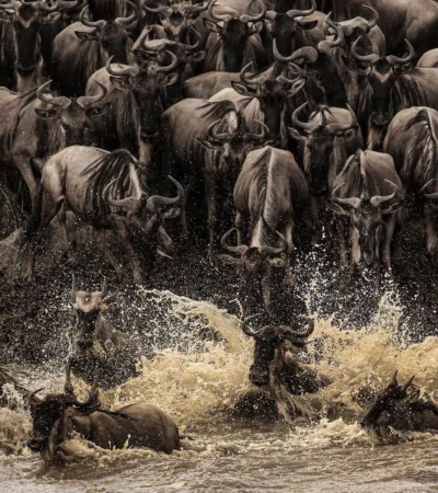 River Crossing, Esirai Camp, Serengeri NP, Tanzania