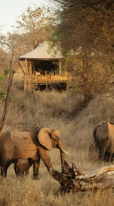 Elephants, Olkeri Camp, Tarangire National Park, Tanzania