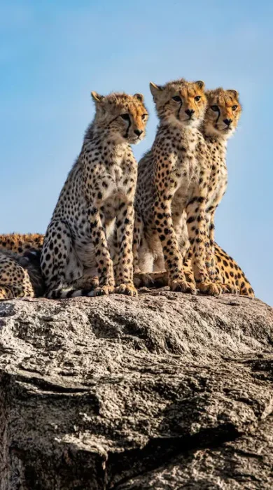 Cheetah, Olkeri Camp, Tarangire National Park, Tanzania