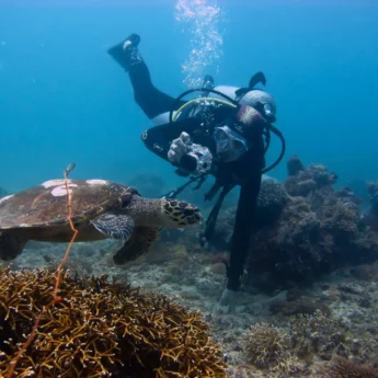 chole mijini Turtle Diver