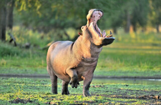 A hippo walking and opening their mouth wide, Gorongosa, Mozambique - Yellow Zebra Safaris
