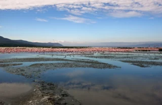 Flamingos in the Ngorongoro Crater, Tanzania safaris