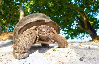 A close up of a giant tortoise, Seychelles - Yellow Zebra Safaris