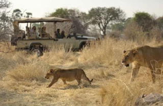 Lion safaris, Ruaha National Park, Tanzania, Africa