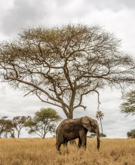 Elephant spotted in Tarangire National Park, Tanzania