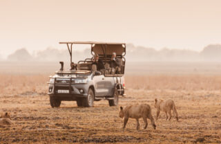 Safari truck watches two lions approach, Wilderness Busanga Bush Camp, Kafue, Zambia - Yellow Zebra Safari