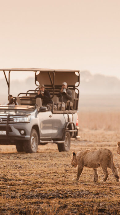 Safari truck watches two lions approach, Wilderness Busanga Bush Camp, Kafue, Zambia - Yellow Zebra Safari
