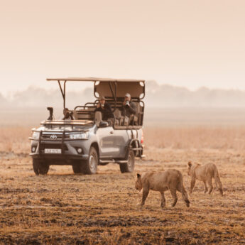 Safari truck watches two hyenas approach, Wilderness Busanga Bush Camp, Kafue, Zambia - Yellow Zebra Safari